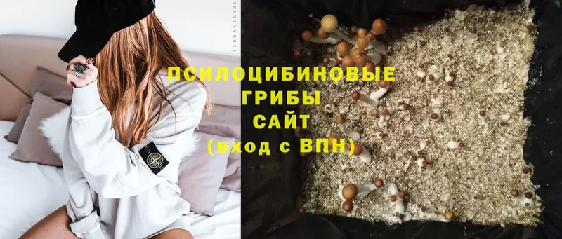 Псилоцибиновые грибы Psilocybe  Гвардейск 